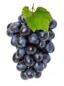 Виноград черный, Лидия. изображение на сайте Михайловского рынка