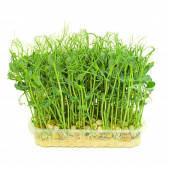 Микрозелень в ассортименте изображение на сайте Михайловского рынка