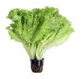 Салат в горшке  изображение на сайте Михайловского рынка